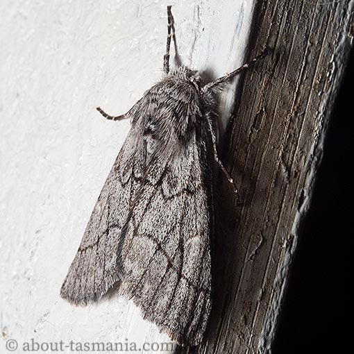 Cerura melanoglypta, Geometridae, Tasmania, moth