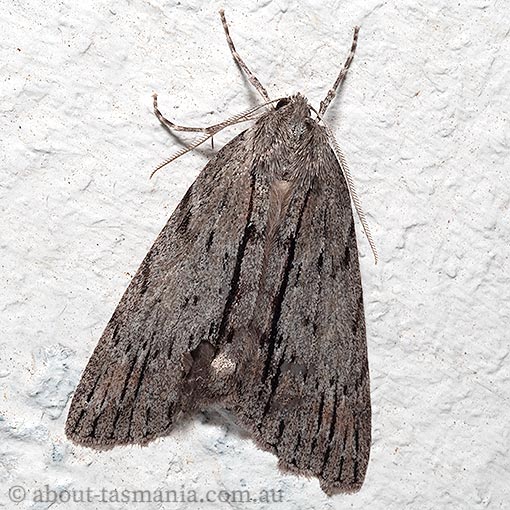 Chlenias banksiaria, Geometridae, Tasmania, moth