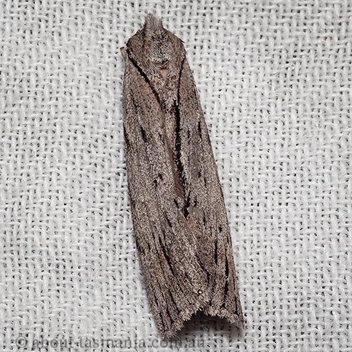 Chlenias banksiaria, Geometridae, Tasmania, moth