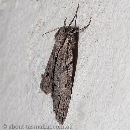 Chlenias banksiaria, Geometridae, Tasmania, moth