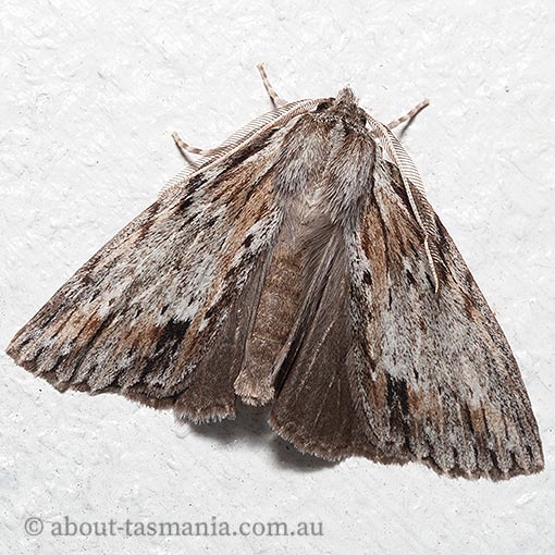 Chlenias zonaea, pine looper, Geometridae, Tasmania,  moth