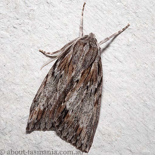 Chlenias zonaea, pine looper, Geometridae, Tasmania, moth