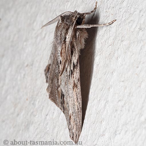 Chlenias zonaea, pine looper, Geometridae, Tasmania, moth