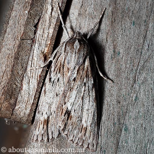 Chlenias zonaea, pine looper, Geometridae, Tasmania, moth