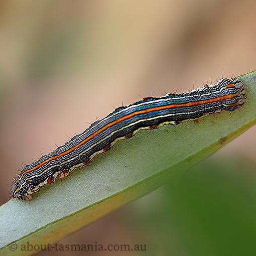 Chlenias zonaea, pine looper, Geometridae, Tasmania, moth