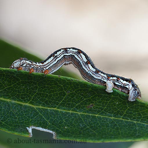 Chlenias zonaea, pine looper, Geometridae, Tasmania, moth