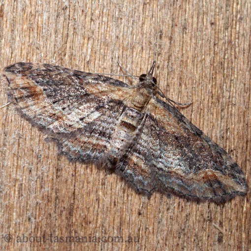 Chloroclystis testulata, Pome looper, Geometridae, Tasmania, moth