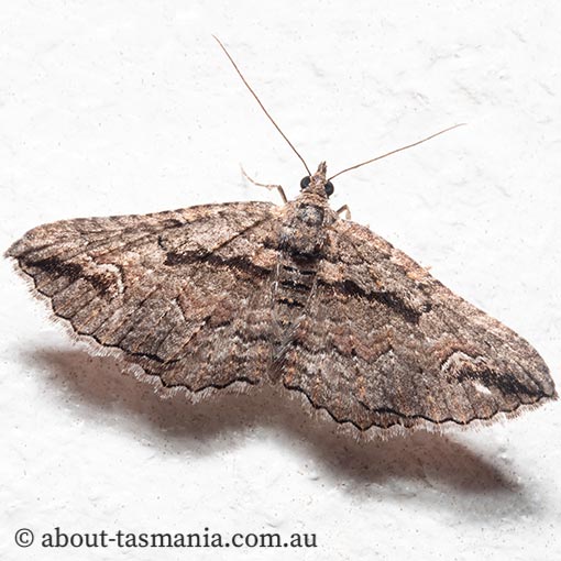 Chrysolarentia plagiocausta, black-lined carpet, Geometridae, Tasmania, moth