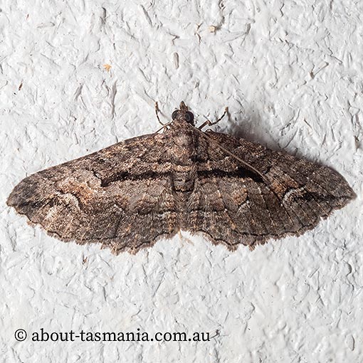 Chrysolarentia plagiocausta, black-lined carpet, Geometridae, Tasmania, moth