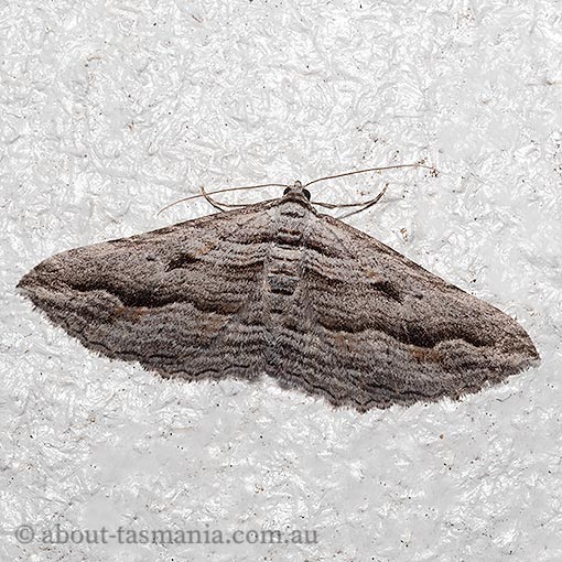 Chrysolarentia severata, Geometridae, Tasmania, moth