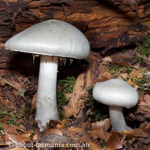 Thaxterogaster mariae, Cortinarius mariae, Tasmania, fungi
