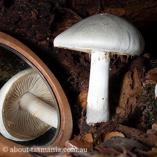 Thaxterogaster mariae, Cortinarius mariae, Tasmania, fungi