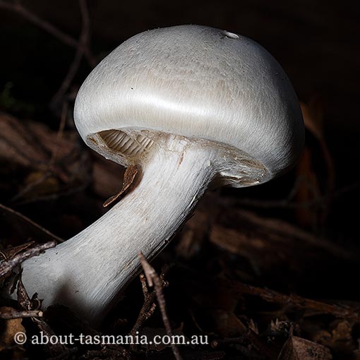 Thaxterogaster mariae, Cortinarius mariae, Tasmania, fungi