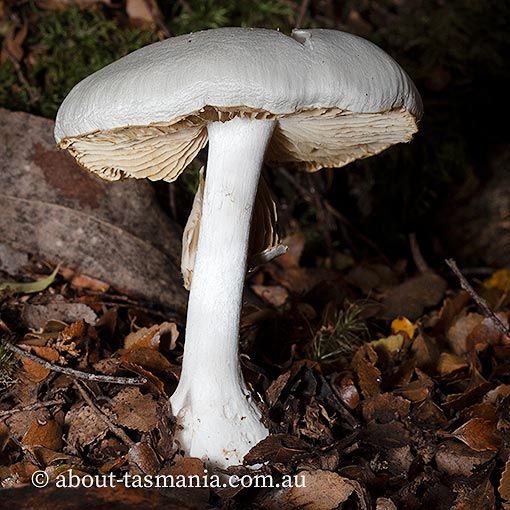 Thaxterogaster mariae, Cortinarius mariae, Tasmania, fungi