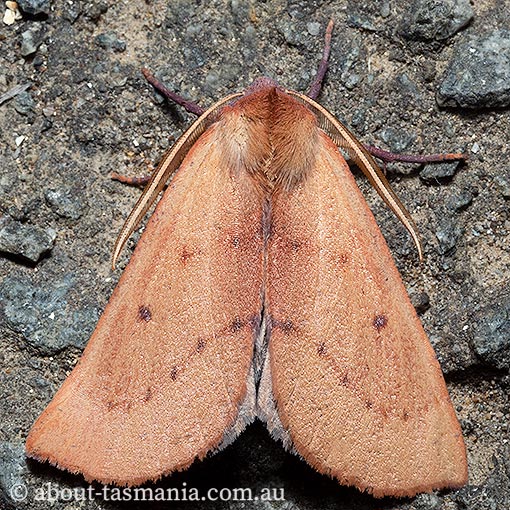 Fisera perplexata, light-tan crest-moth, Geometridae, Tasmania