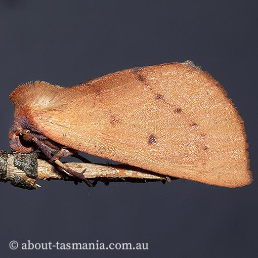 Fisera perplexata, light-tan crest-moth, Geometridae, Tasmania