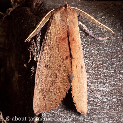 Fisera perplexata, light-tan crest-moth, Geometridae, Tasmania