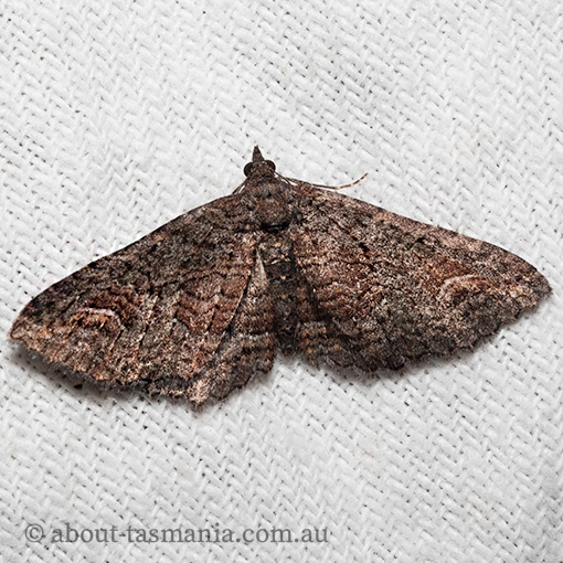 Horisme mortuata, funereal carpet moth, Geometridae, Tasmania