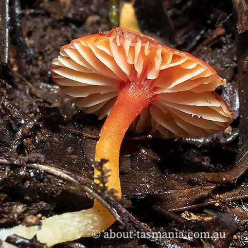 Hygrocybe polychroma, Tasmania, fungi