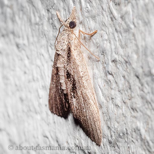 Microdes melanocausta, Geometridae, Tasmania, moth