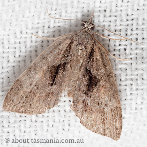 Microdes melanocausta, Geometridae, Tasmania, moth