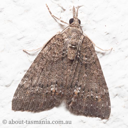 Microdes squamulata, Geometridae, Tasmania, moth