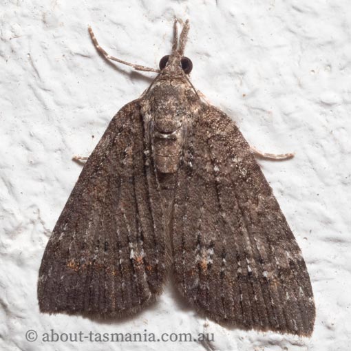 Microdes squamulata, Geometridae, Tasmania, moth