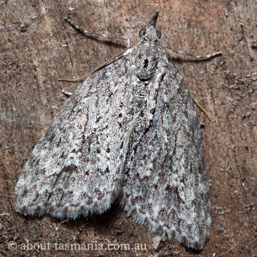 Microdes villosata, Geometridae, Tasmania, moth