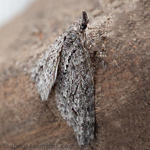 Microdes villosata, Geometridae, Tasmania, moth