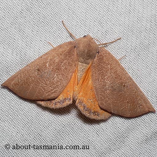 Mnesampela heliochrysa, Golden-winged gum moth, Geometridae, Tasmania
