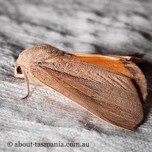 Mnesampela heliochrysa, Golden-winged gum moth, Geometridae, Tasmania
