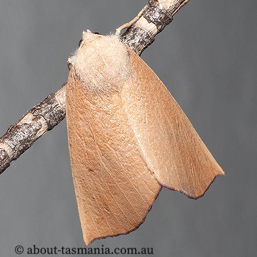 Mnesampela heliochrysa, Golden-winged gum moth, Geometridae, Tasmania