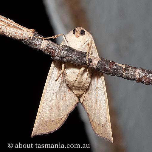 Mnesampela heliochrysa, Golden-winged gum moth, Geometridae, Tasmania