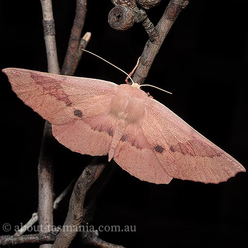 Monoctenia falernaria, Geometridae, Tasmania, moth