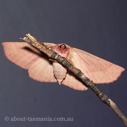 Monoctenia falernaria, Geometridae, Tasmania, moth