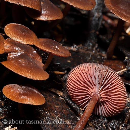 Mycena lividorubra, Tasmania, fungi
