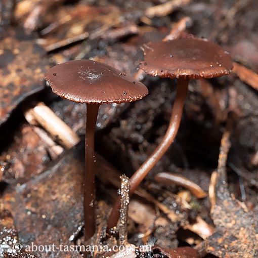 Mycena lividorubra, Tasmania, fungi