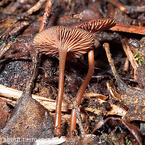 Mycena lividorubra, Tasmania, fungi