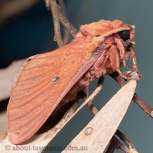 Oxycanus rufescens, Tasmania, moth