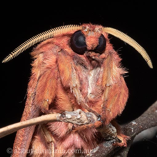 Oxycanus rufescens, Tasmanian moth