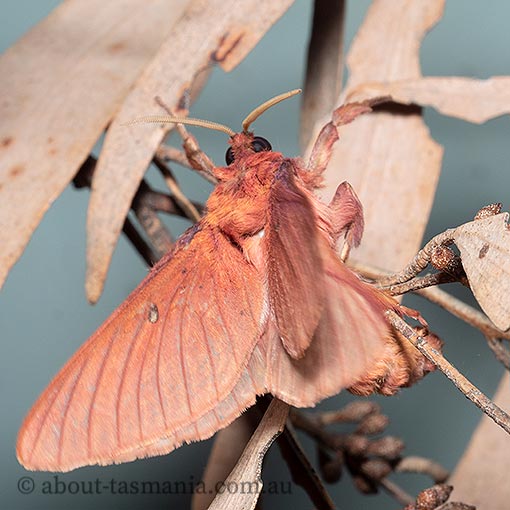 Oxycanus rufescens, Tasmanian moth