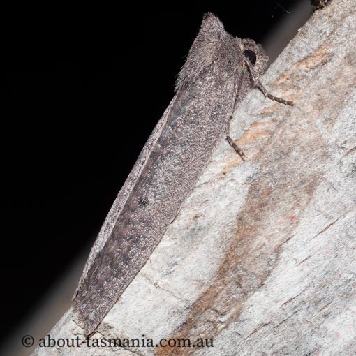 Paralaea beggaria, peppermint looper, Geometridae, Tasmania, moth