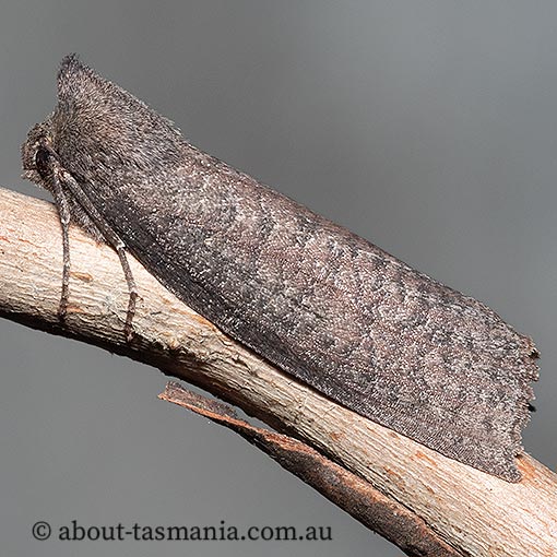 Paralaea beggaria, peppermint looper, Geometridae, Tasmania, moth
