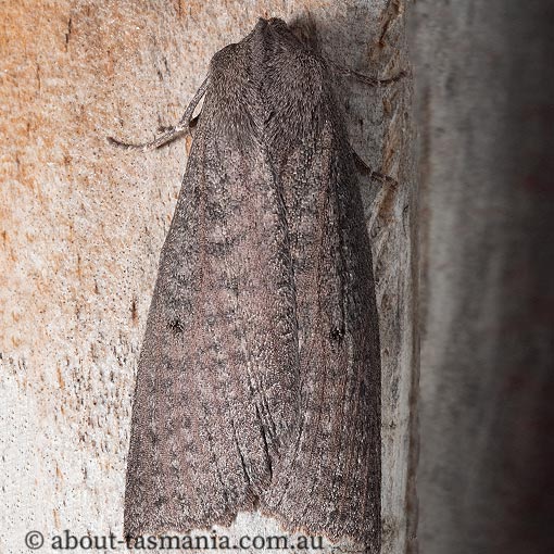 Paralaea beggaria, peppermint looper, Geometridae, Tasmania, moth
