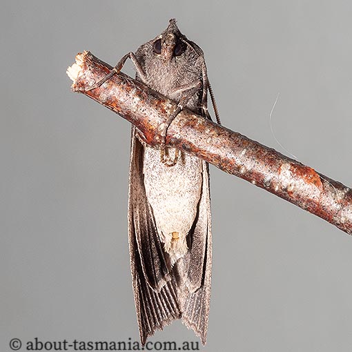 Paralaea beggaria, peppermint looper, Geometridae, Tasmania, moth
