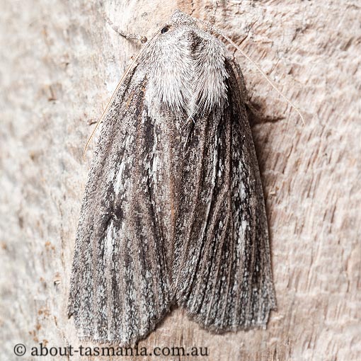 Paralaea-taggorum Paralaea taggorum, Geometridae, Tasmanian moth