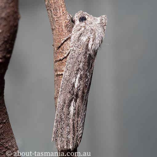 Paralaea-taggorum2 Paralaea taggorum, Geometridae, Tasmanian moth