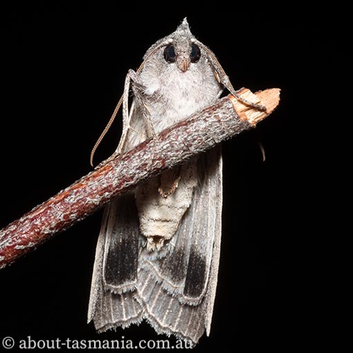 Paralaea-taggorum3 Paralaea taggorum, Geometridae, Tasmanian moth