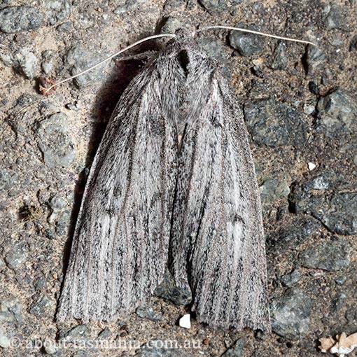 Paralaea-taggorum5 Paralaea taggorum, Geometridae, Tasmanian moth