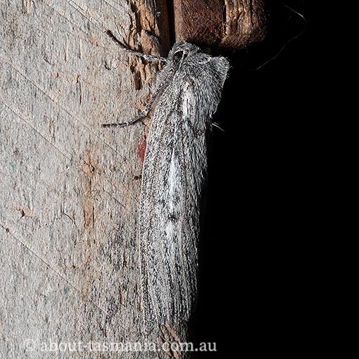 Paralaea-taggorum6 Paralaea taggorum, Geometridae, Tasmanian moth